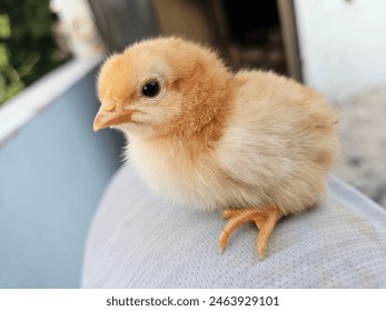 hen chick's  new Bron baby brown color black eyes golden color  - Powered by Shutterstock