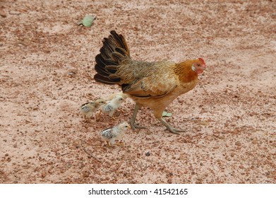 a hen and chicks walking together