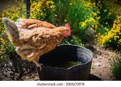 9,453 Chicken drinking water Images, Stock Photos & Vectors | Shutterstock