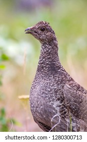 Hen Dusky Grouse In Idaho