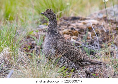 Hen Dusky Grouse In Idaho