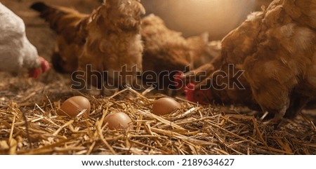 hen with eggs at a chicken coop in a group of chickens at a bio farm. Hens in hen house. Chicken eggs in hen house. Chicken farm in germany