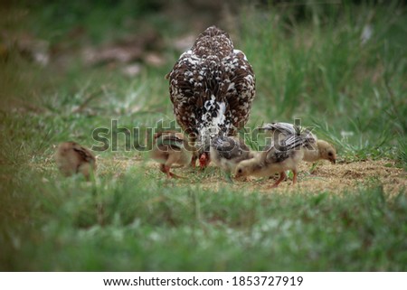 Similar – Gelbes Baby Muskovy Entenküken Cairina moschata