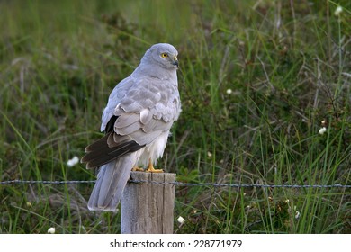 Hen Harrier