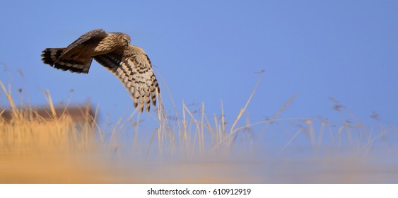 Hen Harrier