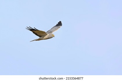 Hen Harrier (Circus Cyaneus), Crete