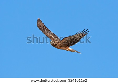 Similar – Fantastischer Raubvogel im Flug