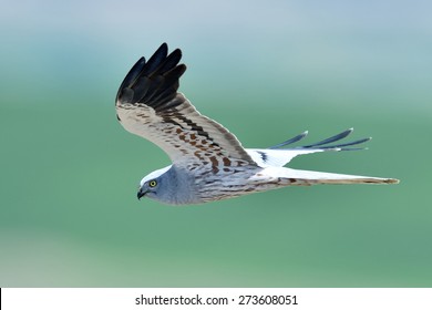 Hen Harrier (Circus Cyaneus)  Flying