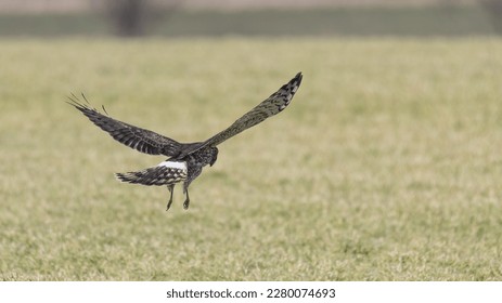 Hen harrier in flight over the meadow looking for prey