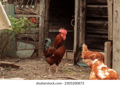 hen is hatching the egg in the coop and Rooster is standing in the background at a bio farm. Hens in hen house. Chicken eggs in hen house. Chicken farm.