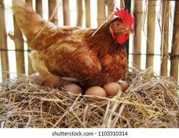 Курица вылупляет яйцо в купе/вылупляет яйцо