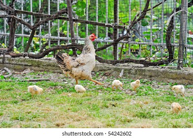 hen with her chicks