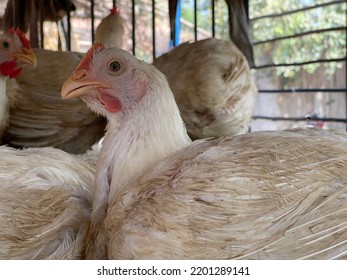 A Hen.The Herd Of Hen.Chickens Broilers On The Farm.A Broiler Is Any Chicken That Is Bred And Raised Specifically For Meat Production.Breeds. Hubbard Chicken. Selective Focus On Subject.animals

