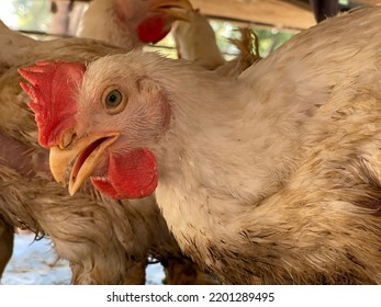 A Hen.The Herd Of Hen.Chickens Broilers On The Farm.A Broiler Is Any Chicken That Is Bred And Raised Specifically For Meat Production.Breeds. Hubbard Chicken. Selective Focus On Subject.animals

