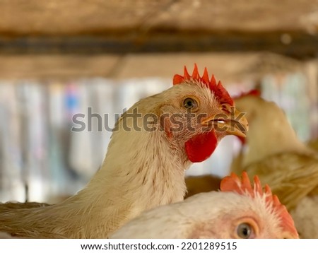 A Hen.The Herd Of Hen.Chickens broilers on the farm.A broiler is any chicken that is bred and raised specifically for meat production.Breeds. Hubbard chicken. Selective focus on subject.animals


