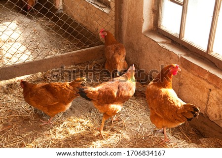 Hen house interior with hens
