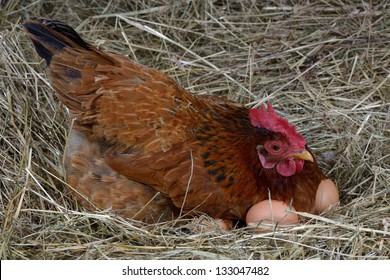 A Hen Laying Eggs In Its Nest