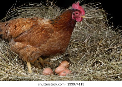 A Hen Laying Eggs In Its Nest