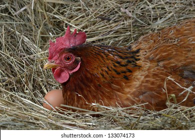 A Hen Laying Eggs In Its Nest