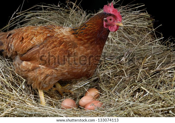 a hen laying eggs in its\
nest