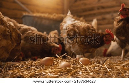 hen lays eggs at a chicken coop in a group of chickens at a bio farm. Hens in hen house. Chicken eggs in hen house. Chicken farm in germany