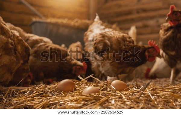 hen lays eggs at a chicken coop in a group of\
chickens at a bio farm. Hens in hen house. Chicken eggs in hen\
house. Chicken farm in\
germany