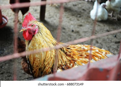 Hen In A Local Kenyan Farm. Food Production In Kenya.