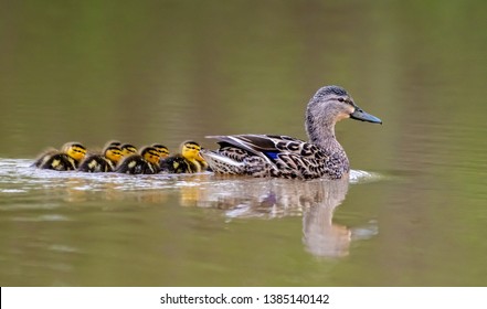 Hen Mallard And Baby Ducklings Swimming At The Pond