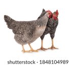 Hen pecks rooster isolated on white background.