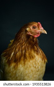 Hen Portrait On Black Background