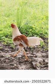 a hen, possibly a native breed known as a 