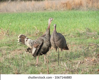 Hen Rio Grande Turkey Fighting A Decoy. 