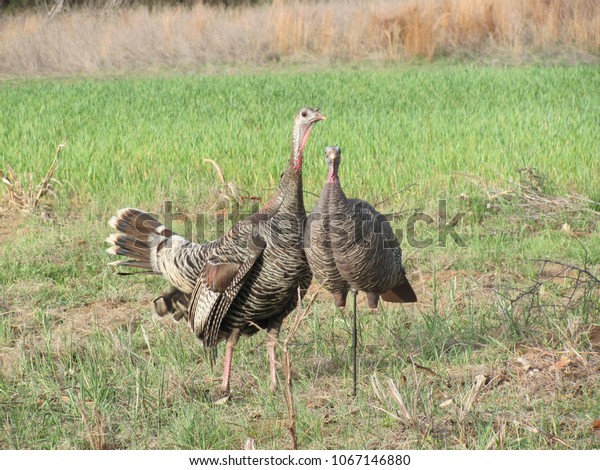 Hen Rio Grande Turkey Fighting Decoy Stock Photo Edit Now