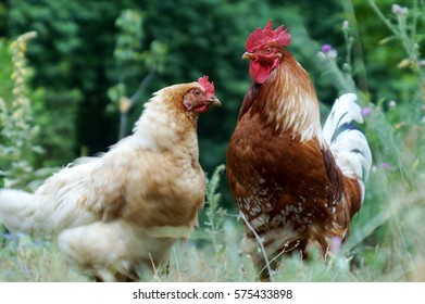 Hen Rooster Pose Side By Side Stock Photo 575433898 | Shutterstock