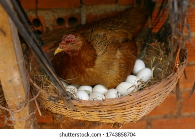 A Hen Is Taking Care Of Her Egg In Nest Box