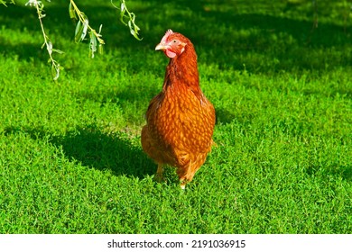 Hen walking in green grass - Shutterstock ID 2191036915