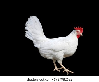 hen white free range for eggs  isolated in black 