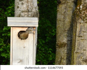 Hen Wood Duck Peaking From The Nest