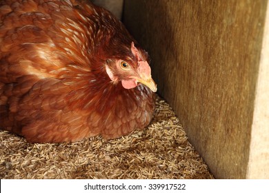 hen in a wooden nesting box laying an egg.