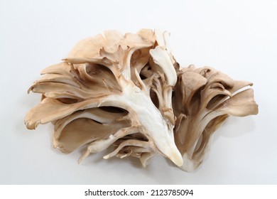 Hen Of The Woods (Maitake Mushroom) On White Background