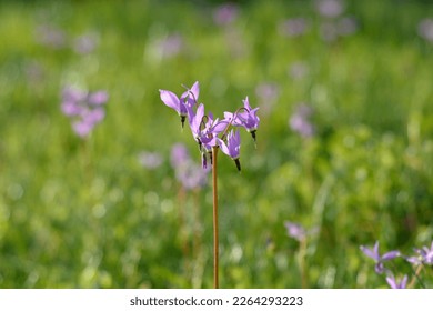 Henderson's shooting star (Dodecatheon hendersonii) Flower - Pink Wildflowers in a Garry Oak Meadow on Vancouver Island, British Columbia, Canada