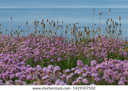 Similar – Hallig Gröde | Beach lilacs in the evening light