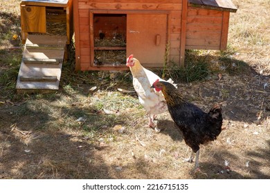 Henhouse Two Hens In The Garden With Wooden Hut Chicken Coop Red Crest 