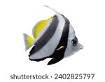 Heniochus acuminatus, Pennant coralfish, reef bannerfish, coachman isolated on white background. Aquatic, underwater, sea life. Beautiful aquarium tropical exotic fish, pet