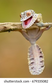 Henkel's leaf-tailed gecko (Uroplatus henkeli ), also known as Henkel's flat-tailed gecko or the frilled leaf-tail gecko, is a species of gecko endemic to Madagascar.
