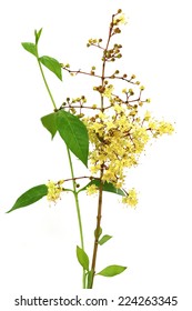 Henna Flower With Leeaves Over White Background