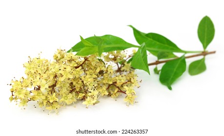 Henna Flower With Leeaves Over White Background