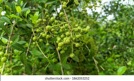 440 Henna seeds Images, Stock Photos & Vectors | Shutterstock