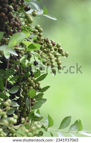 Henna (Lawsonia inermis) Bunch of young green seeds and fruits at end branch. Used as herbal hair dye. close up, natural sunlight.Mehendi or Heena or colour.Heena Lawsonia inermis bunch of young green