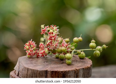 Henna Or Lawsonia Inermis ,flower ,fruits And Green Leaves On Nature Background.